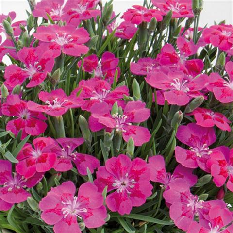 photo of flower to be used as: Pot and bedding Dianthus chinensis Pillow® Purple