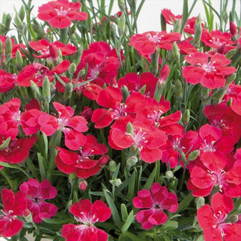 photo of flower to be used as: Pot and bedding Dianthus chinensis Pillow® Red