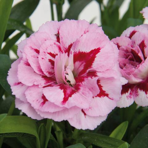 photo of flower to be used as: Pot and bedding Dianthus caryophyllus Oscar®Purple Star