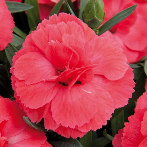 photo of flower to be used as: Pot and bedding Dianthus caryophyllus Oscar® Salmon