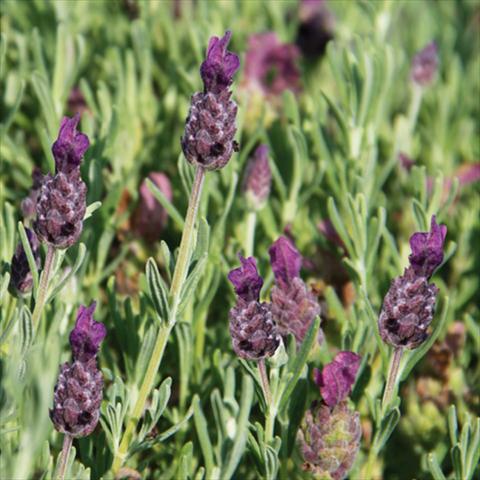 photo of flower to be used as: Pot and bedding Lavandula stoechas LaVela Dark Violet 16