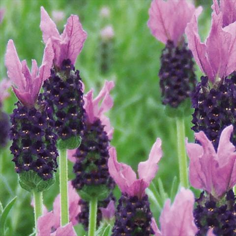 photo of flower to be used as: Pot and bedding Lavandula stoechas LaVela Violetto