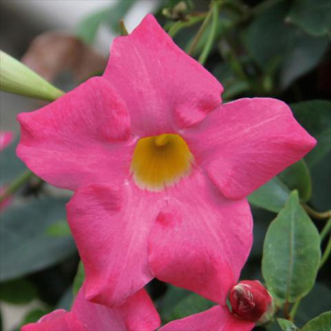 photo of flower to be used as: Pot Mandevillea Sevilla Compact Pink