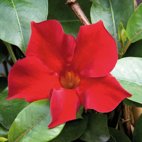 photo of flower to be used as: Pot Mandevillea Sevilla Compact Red