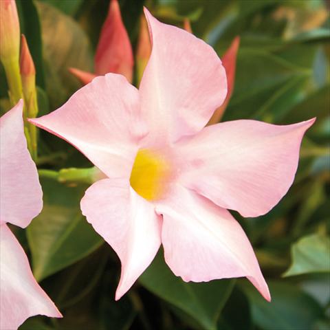 photo of flower to be used as: Pot Mandevillea Sevilla Soft Pink