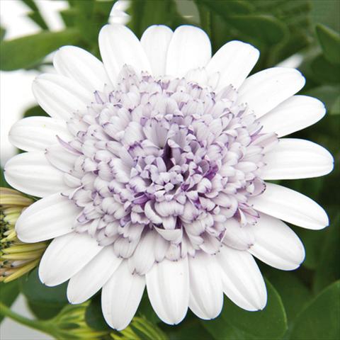photo of flower to be used as: Pot Osteospermum FlowerPower® 3D Berry White 15