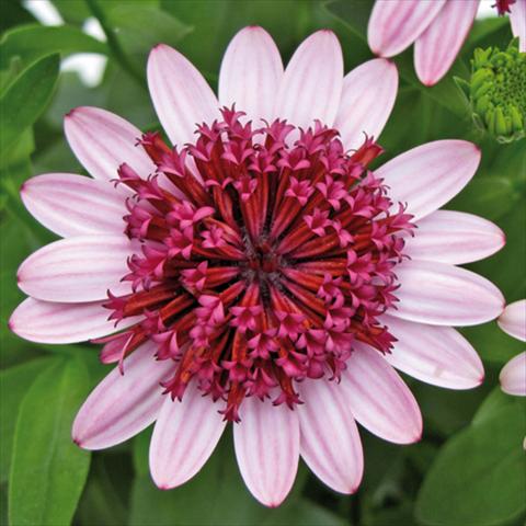 photo of flower to be used as: Pot Osteospermum FlowerPower® 3D Silver