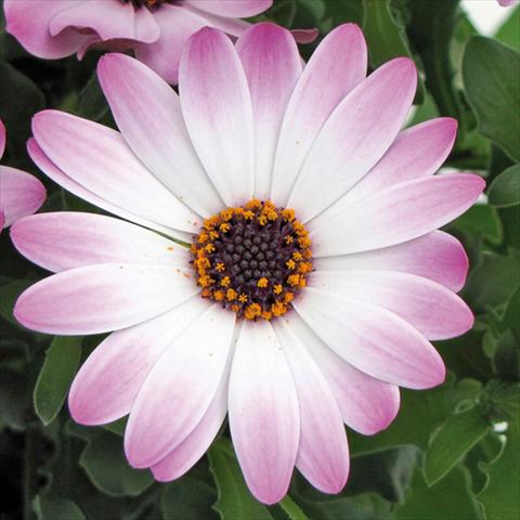 photo of flower to be used as: Pot Osteospermum FlowerPower® Lavender and White