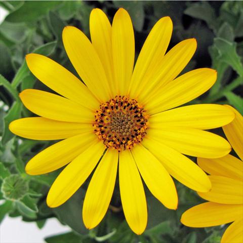 photo of flower to be used as: Pot Osteospermum FlowerPower® Yellow
