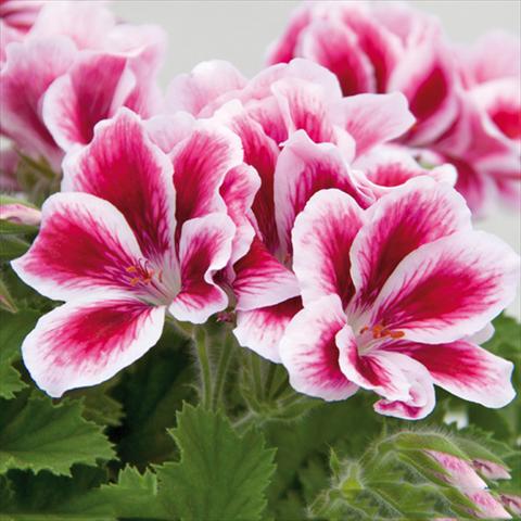 photo of flower to be used as: Pot Pelargonium grandiflorum Novita Pink Bicolor