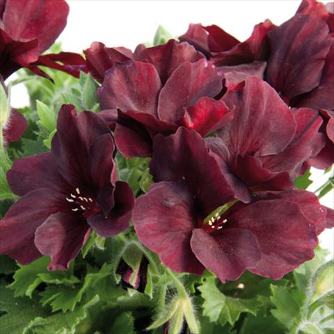 photo of flower to be used as: Pot Pelargonium grandiflorum Novita Ruby Red