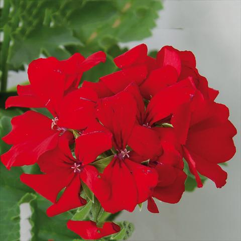 photo of flower to be used as: Patio, pot Pelargonium interspec. Marcada Dark Red
