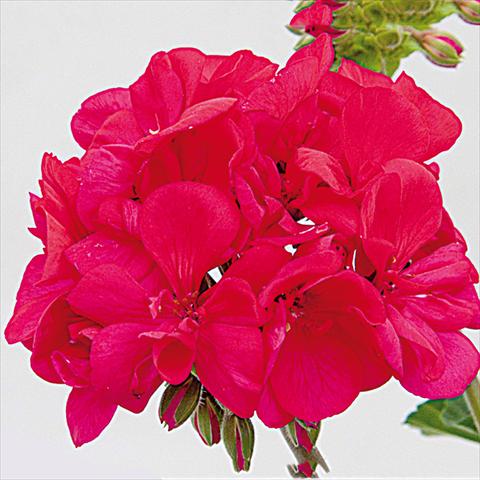 photo of flower to be used as: Pot Pelargonium zonale Moonlight®Lucky 15