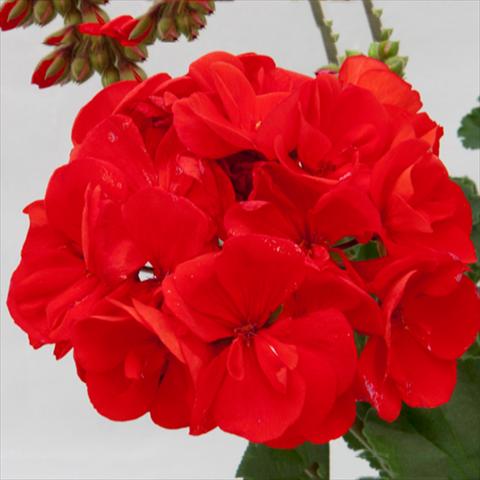 photo of flower to be used as: Pot Pelargonium zonale Moonlight® Diego