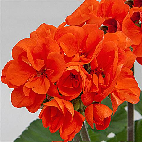 photo of flower to be used as: Pot Pelargonium zonale Moonlight® Guido 15