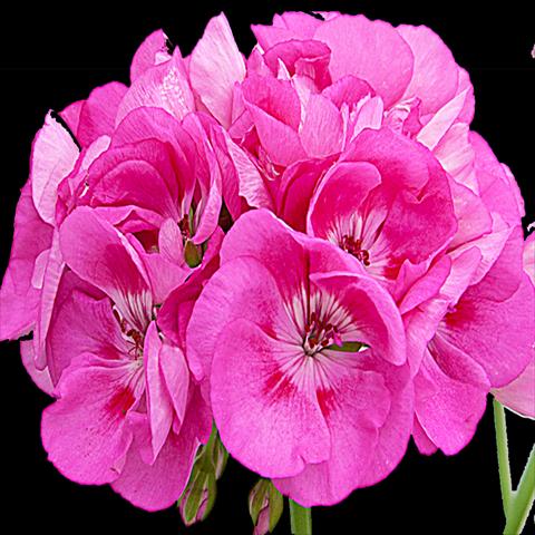 photo of flower to be used as: Pot Pelargonium zonale Sunrise® Gomera