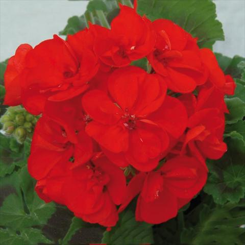 photo of flower to be used as: Pot Pelargonium zonale Sunrise® XL Elara