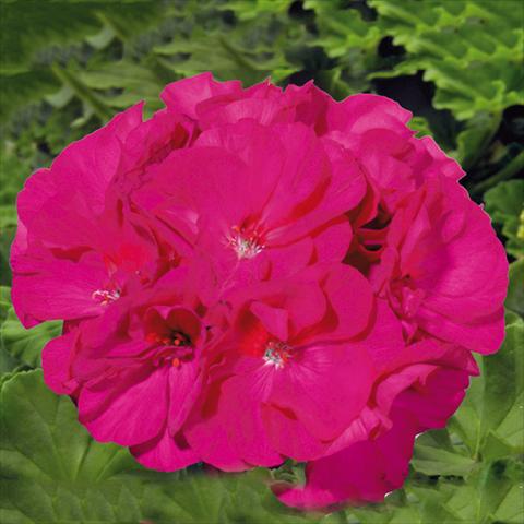 photo of flower to be used as: Pot Pelargonium zonale Sunrise® XL Evita