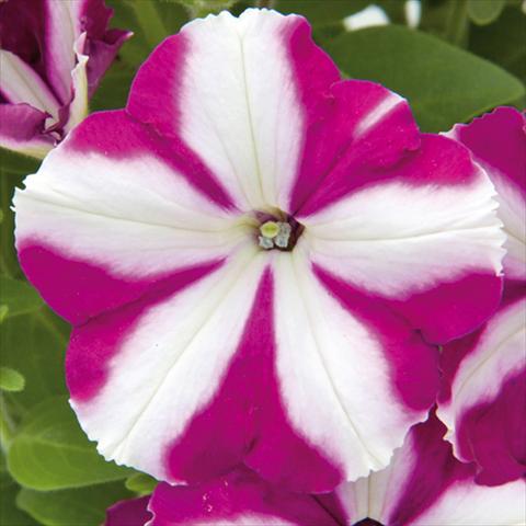 photo of flower to be used as: Bedding pot or basket Petunia hybrida Bonnie Carmine Star