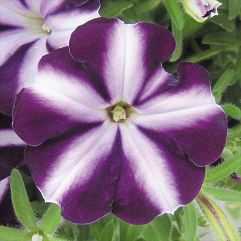 photo of flower to be used as: Bedding pot or basket Petunia hybrida Bonnie Purple Star