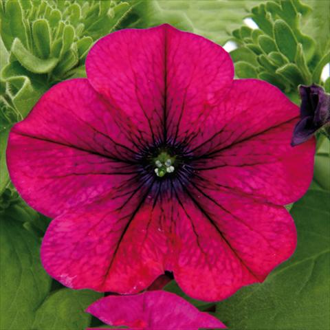 photo of flower to be used as: Bedding pot or basket Petunia hybrida Bonnie Magenta