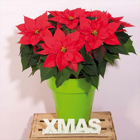 photo of flower to be used as: Pot Poinsettia - Euphorbia pulcherrima Christmas Magic