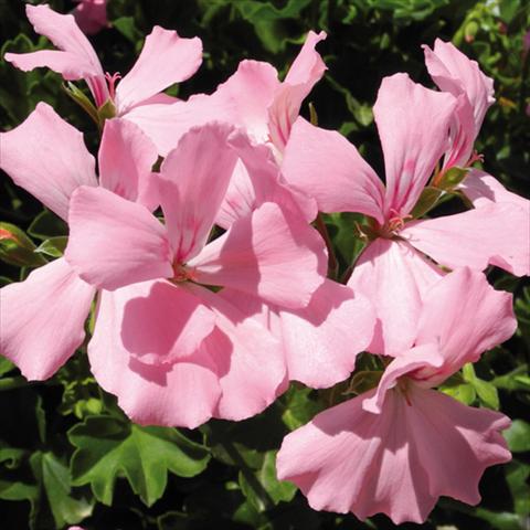 photo of flower to be used as: Pot Pelargonium interspec. Marcada Pink