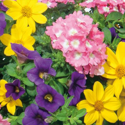 photo of flower to be used as: Basket / Pot 3 Combo Trixi® interspecifico Medley