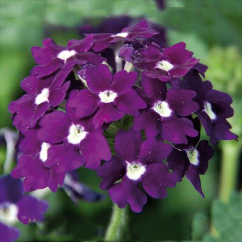 photo of flower to be used as: Pot Verbena Blues® Velvet