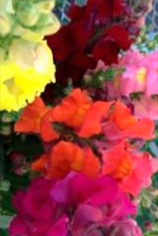 photo of flower to be used as: Pot and bedding Antirrhinum majus Snaptastic Mix