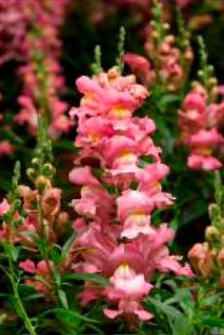 photo of flower to be used as: Pot and bedding Antirrhinum majus Snaptastic Pink