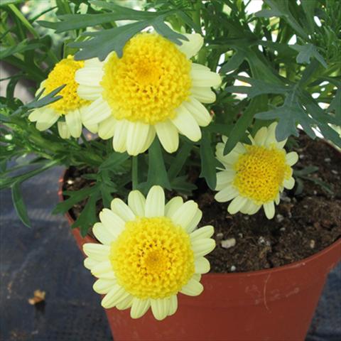 photo of flower to be used as: Pot Argyranthemum Sassy Double Yellow