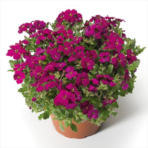 photo of flower to be used as: Pot Aubrieta hybrida Audrey Red