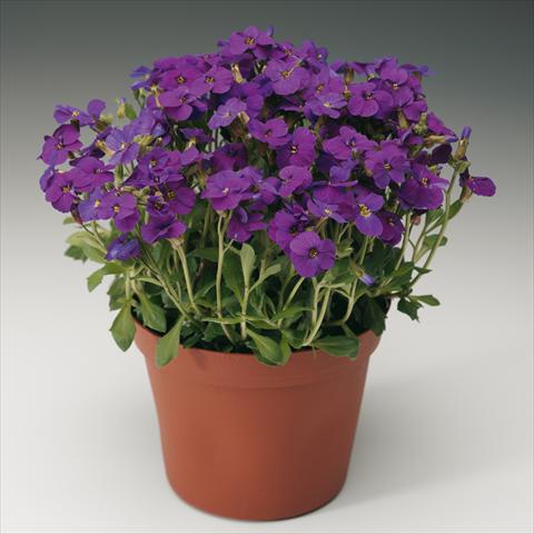 photo of flower to be used as: Pot Aubrieta hybrida Axcent Deep Purple imp