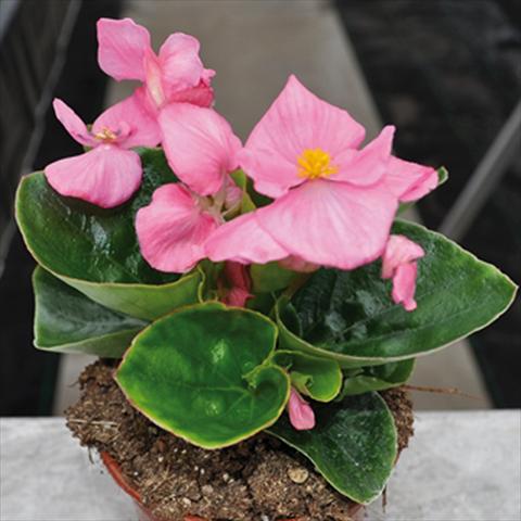 photo of flower to be used as: Pot and bedding Begonia semperflorens Topspin Pink