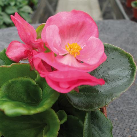 photo of flower to be used as: Pot and bedding Begonia semperflorens Topspin Rose
