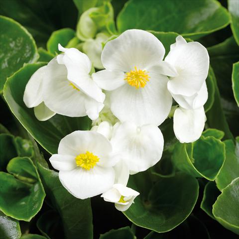 photo of flower to be used as: Pot and bedding Begonia semperflorens Topspin White