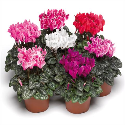 photo of flower to be used as: Pot Cyclamen persicum Midori Syncro Mix