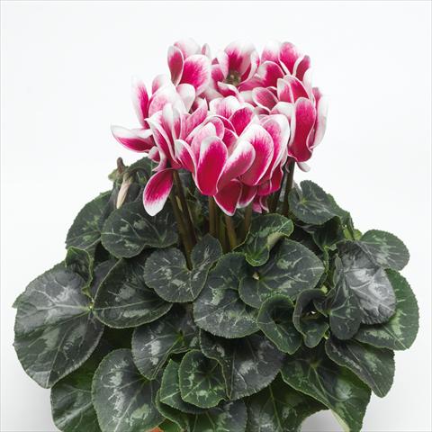 photo of flower to be used as: Pot Cyclamen persicum Snowridge Maxi Wine