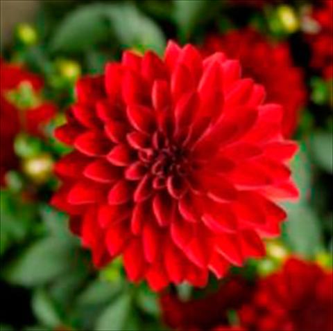 photo of flower to be used as: Pot Dahlia x hybrida Grandalia Dark red
