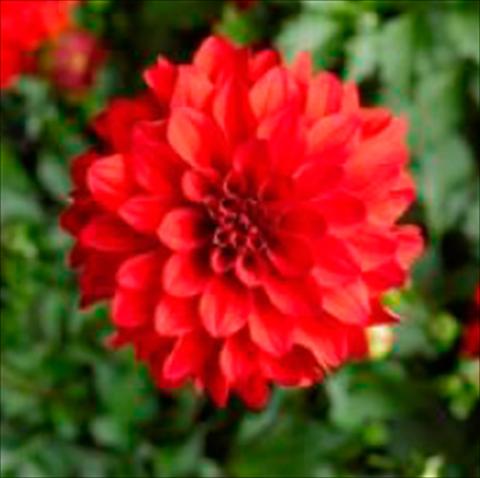 photo of flower to be used as: Pot Dahlia x hybrida Grandalia Red