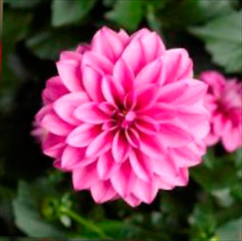 photo of flower to be used as: Pot Dahlia x hybrida Grandalia Rose