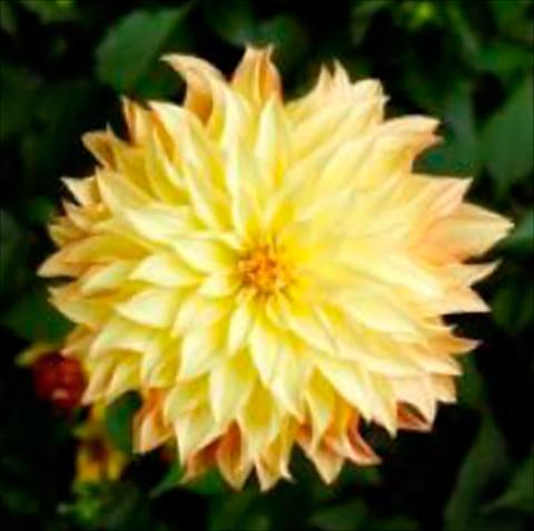 photo of flower to be used as: Pot Dahlia x hybrida Grandalia Sunny flame