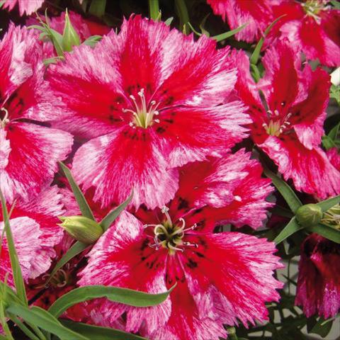 photo of flower to be used as: Pot Dianthus chinensis Super Parfait Crimson Star