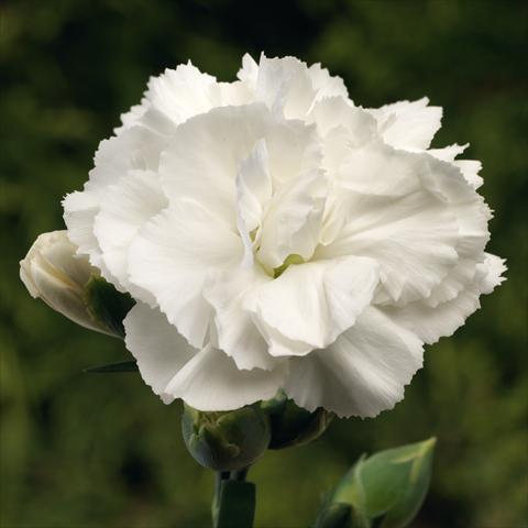photo of flower to be used as: Pot Dianthus Suncharm White