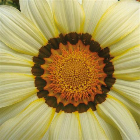 photo of flower to be used as: Pot and bedding Gazania rigens Big Kiss White