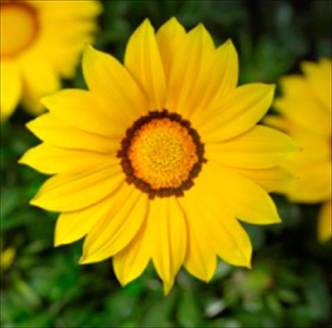 photo of flower to be used as: Pot and bedding Gazania rigens Kiss Yellow Imp