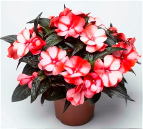photo of flower to be used as: Pot and bedding Impatiens N. Guinea Sonic Sweet Red