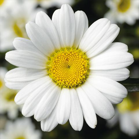 photo of flower to be used as: Pot and bedding Leucanthemum Western Star Leo