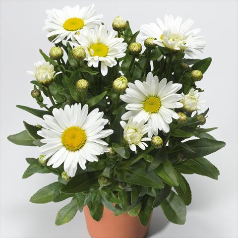 photo of flower to be used as: Pot and bedding Leucanthemum Western Star Taurus